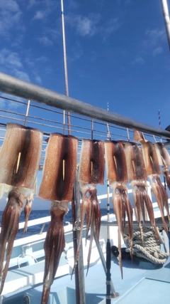スルメイカの釣果