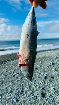 マルソウダの釣果