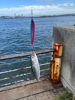 釣果