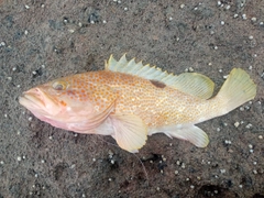 キジハタの釣果