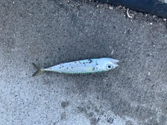 サバの釣果