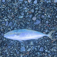 イナダの釣果