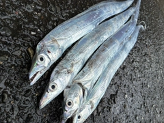 タチウオの釣果