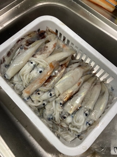 スルメイカの釣果