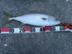 ワラサの釣果