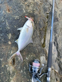 ショゴの釣果