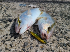 シオの釣果