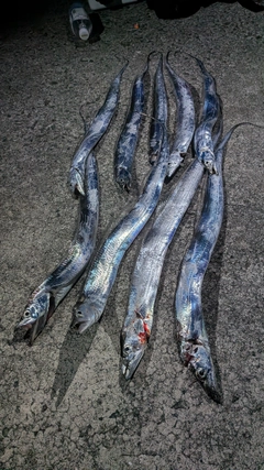 タチウオの釣果