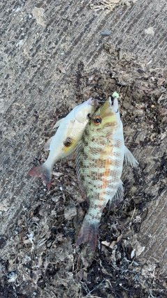ヨコスジフエダイの釣果