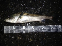 スズキの釣果