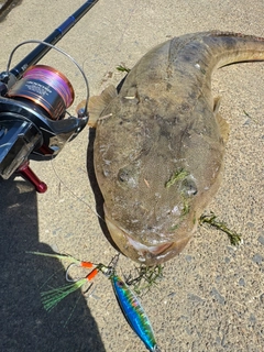 コチの釣果