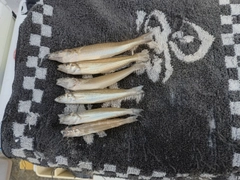 シロギスの釣果