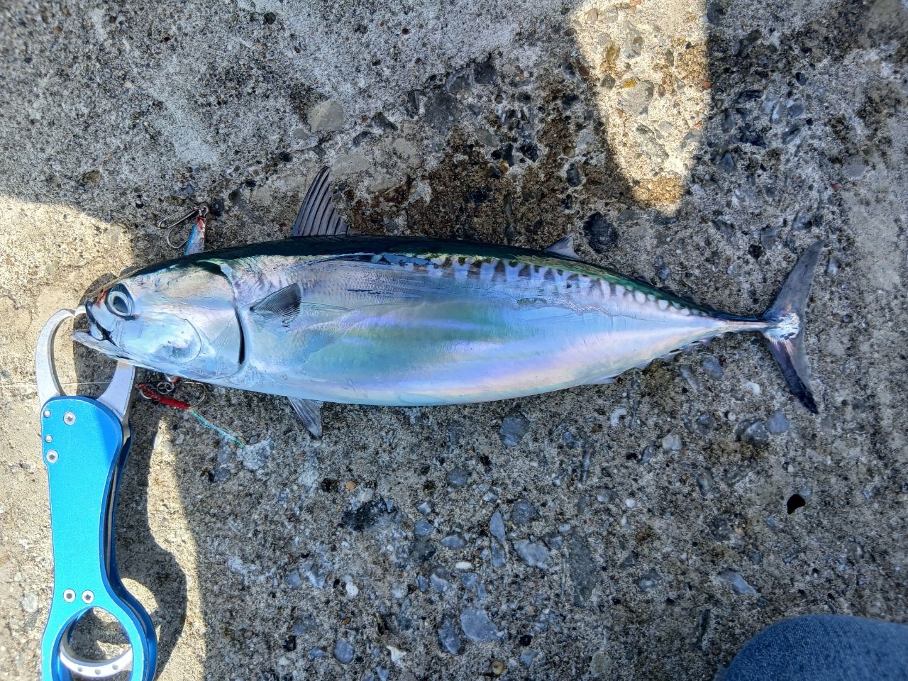 DAIWA 20オーバーゼア エア 1010M/MHの最安値・インプレ・釣果 | 本音