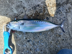マルソウダの釣果