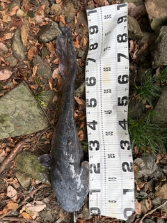 ビワコオオナマズの釣果