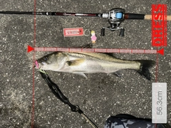 シーバスの釣果