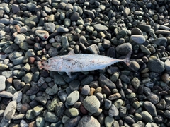 ソウダガツオの釣果