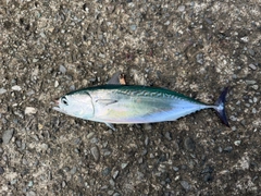 ソウダガツオの釣果