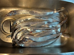 タチウオの釣果