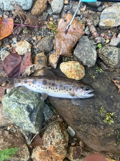 ヤマメの釣果