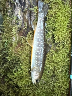 エゾイワナの釣果
