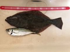 ヒラメの釣果