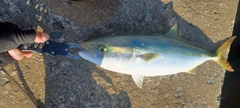 イナダの釣果