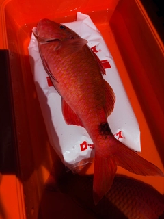 オジサンの釣果