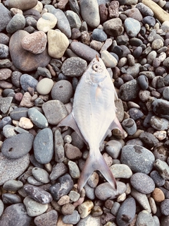 コバンアジの釣果