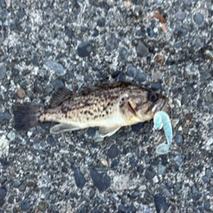 クロソイの釣果