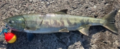 アキアジの釣果