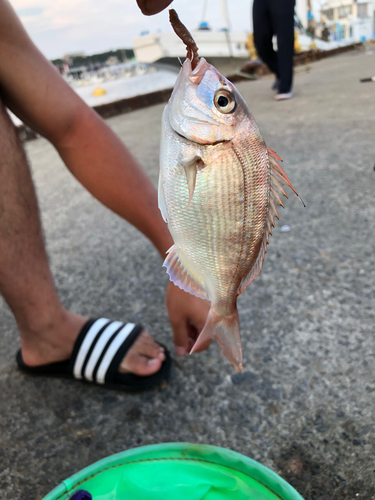 ハナダイの釣果