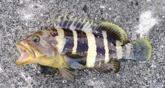 アオハタの釣果