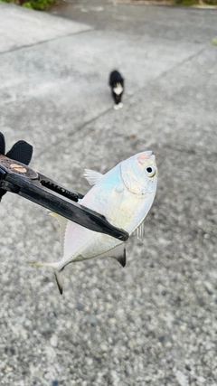 メッキの釣果
