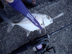 メッキの釣果