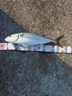 ハマチの釣果