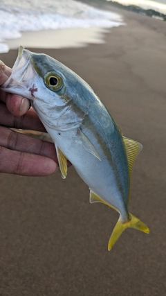 イナダの釣果