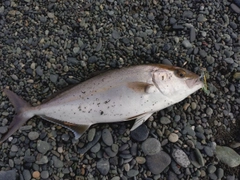 ショゴの釣果
