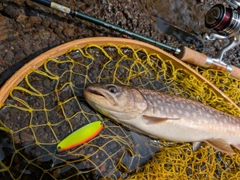 アメマスの釣果