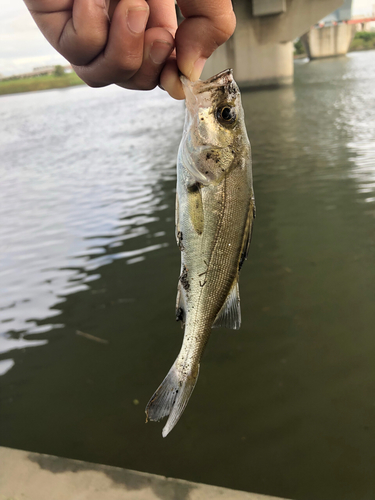 セイゴ（マルスズキ）の釣果