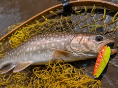 アメマスの釣果