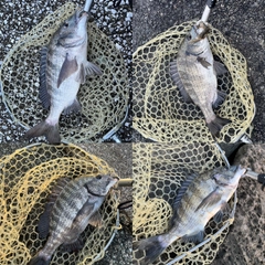 クロダイの釣果