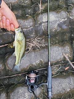 ラージマウスバスの釣果