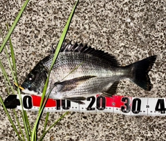 チヌの釣果