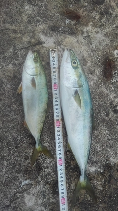 フクラギの釣果