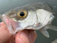 セイゴ（マルスズキ）の釣果