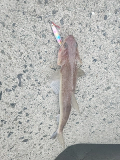 エソの釣果