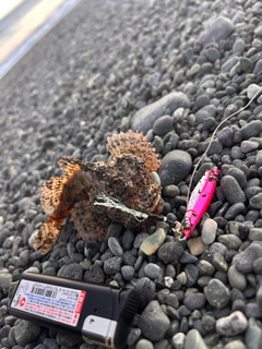 オニカサゴの釣果