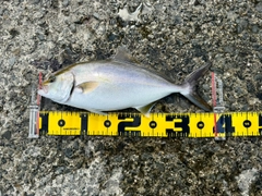 シオの釣果