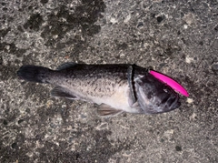 クロソイの釣果